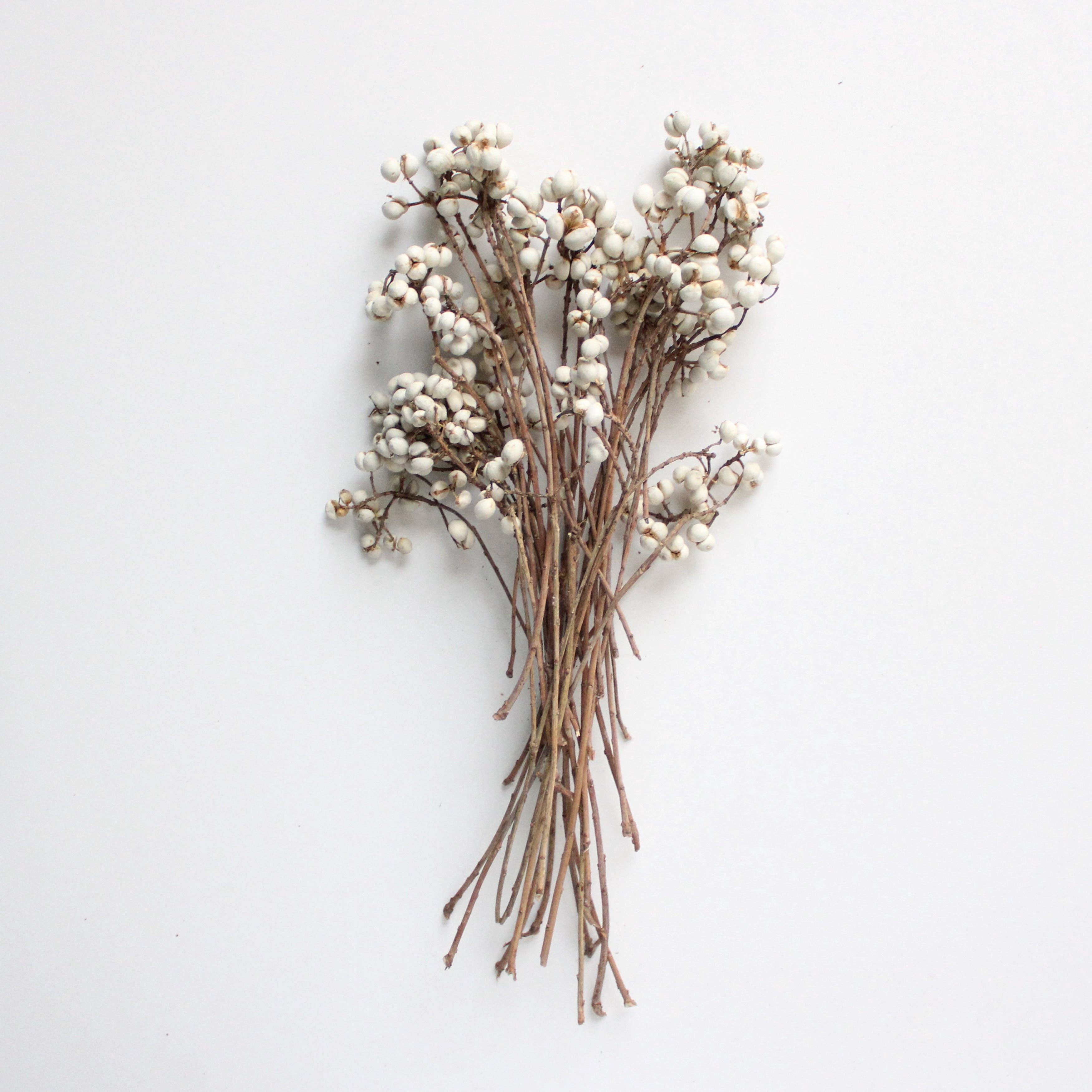 Natural White Tallow Berries - Dried  for wholesale on Faire1