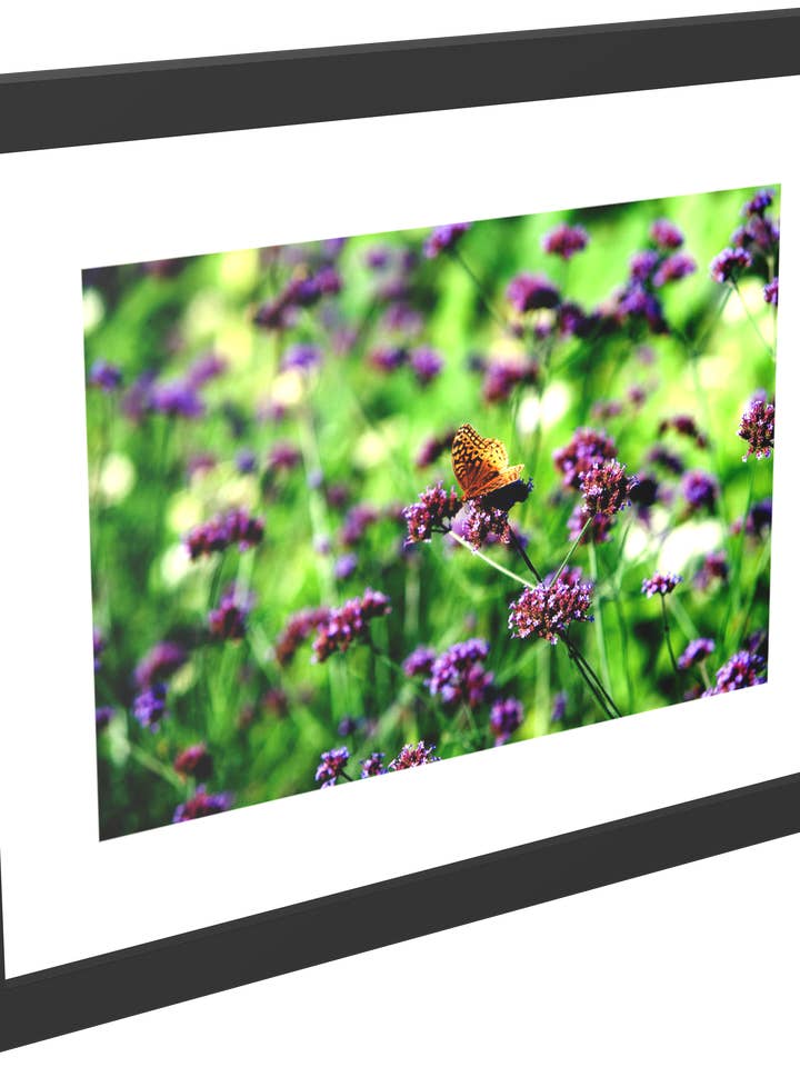 Impression encadrée The High Brown Fritillary Butterfly pour la vente par Tony Westbrook Studios