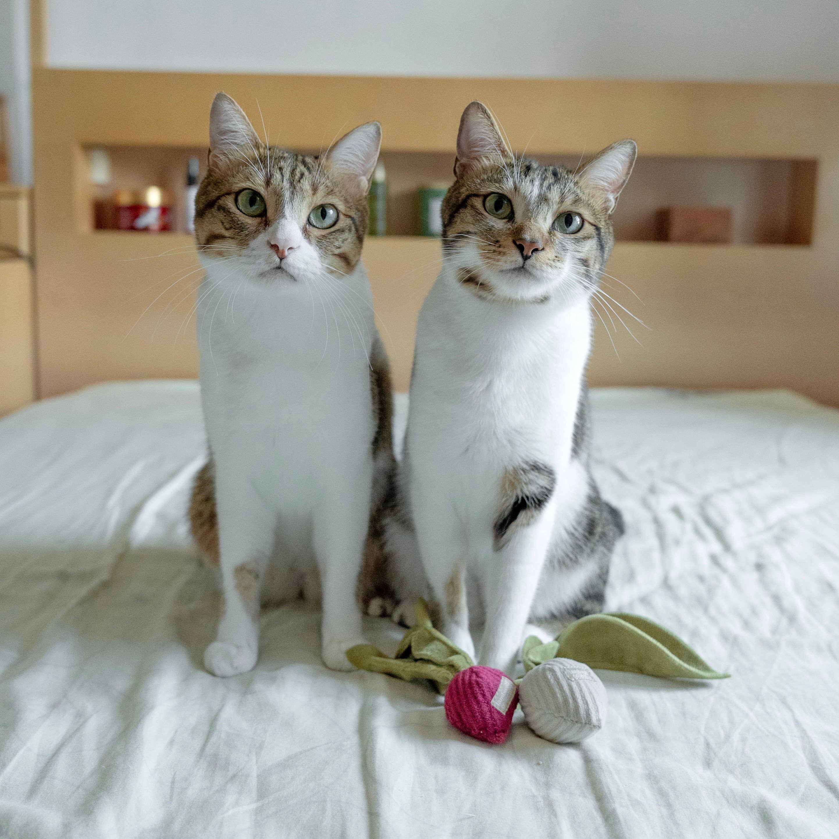 Lambwolf Collective - Vente Jouet – chat - RADIS CHATON2