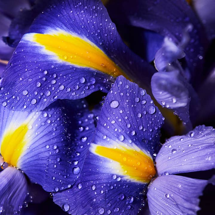 makesy - Wholesale Fragrance Oil - essence of iris fragrance oil