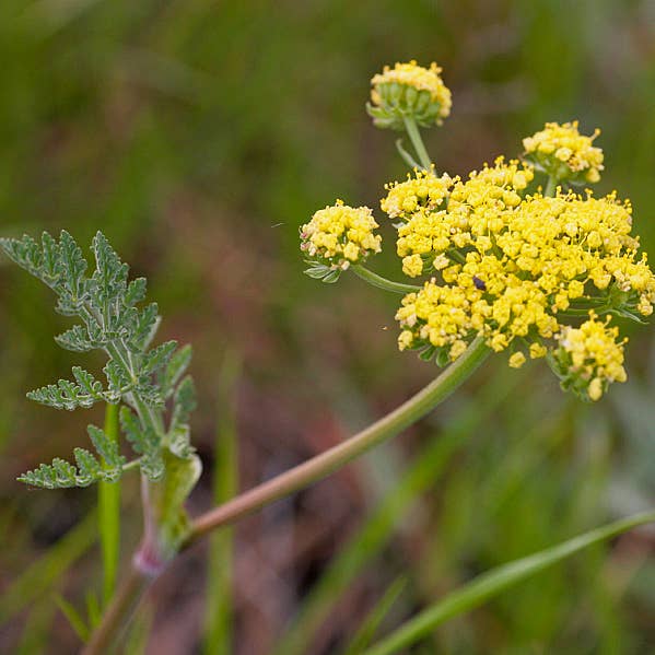 Teinture aux herbes Lomatium pour la vente par Daydream Organics | Prairie Doctor Brand