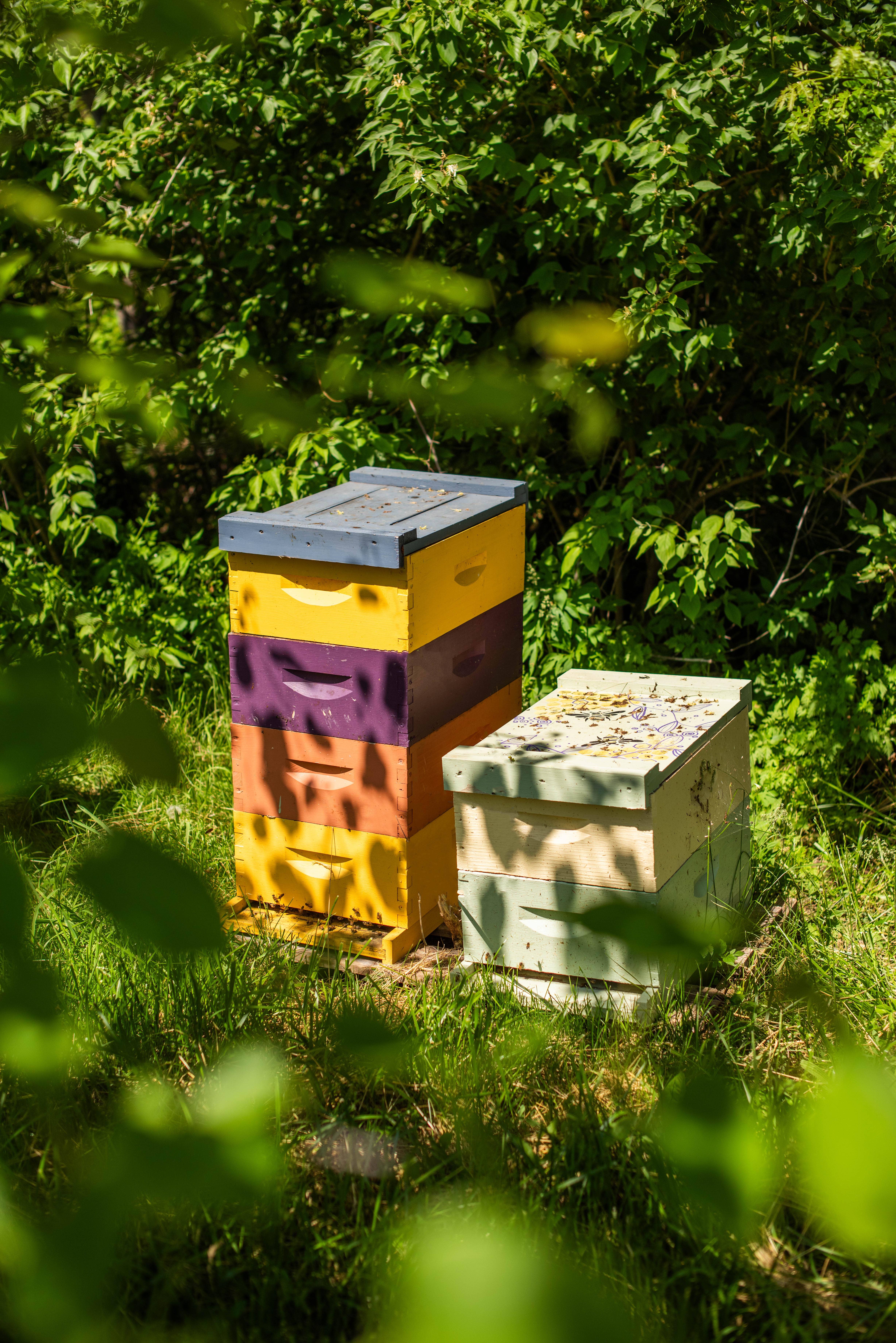 Messner Bee Farm – Loção para mãos e corpo por atacado – Wildflower Honey - Loção de leite e mel - 2oz Travel2