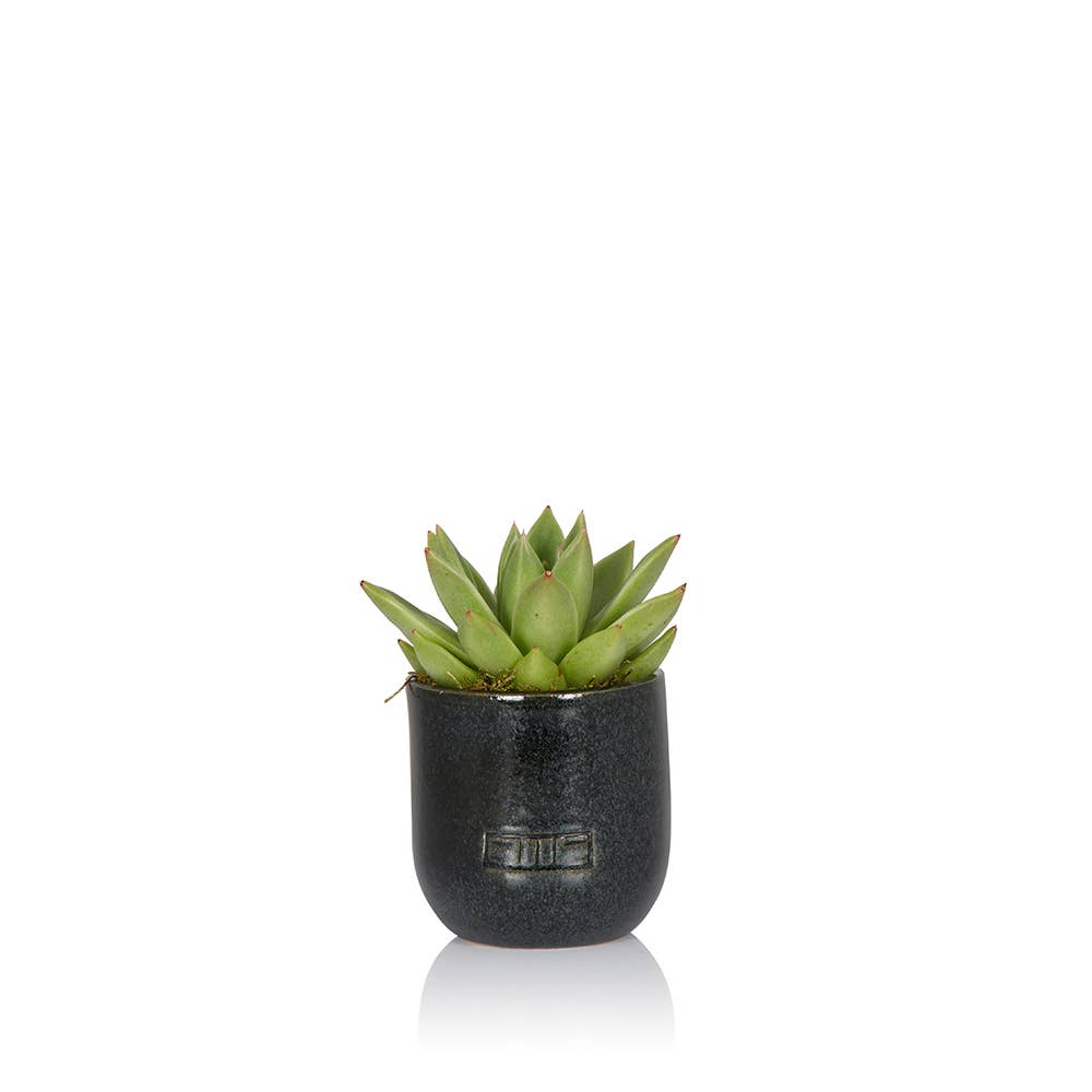 The Little Botanical – wholesale Succulent – Miranda2