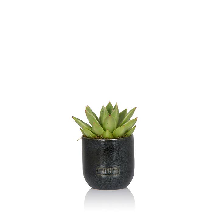 The Little Botanical – wholesale Succulent – Miranda2