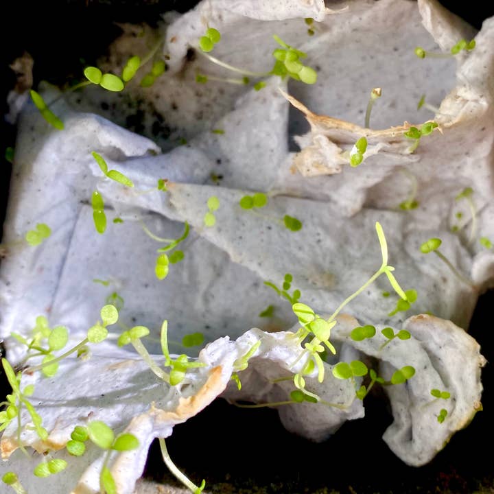 BLOOM your message - Wholesale Coloring & Activity Book - Kids & Baby - Fien & Teun plantable coloring pages + colored pencils4