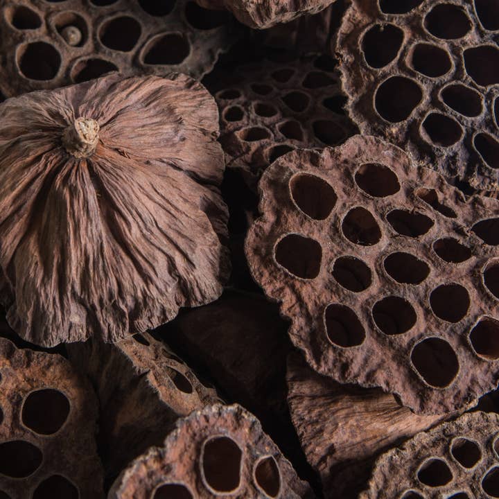 Natural Vickerman 2.4"-3.2" Lotus Pod Medium 75/pk for wholesale on Faire2