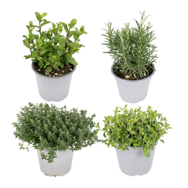 Haveblandingskrydderurter – 4 planter – Ø14cm – Højde ca. 18cm – Friske køkkenurter som basilikum, rosmarin, timian & persille – Til altan, have & køkken for engroshandel hos Oasis of Life