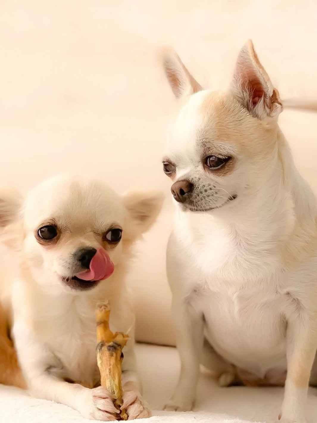 Truffe Délice - Wholesale Pet Treats - Dog - Dried chicken feet3