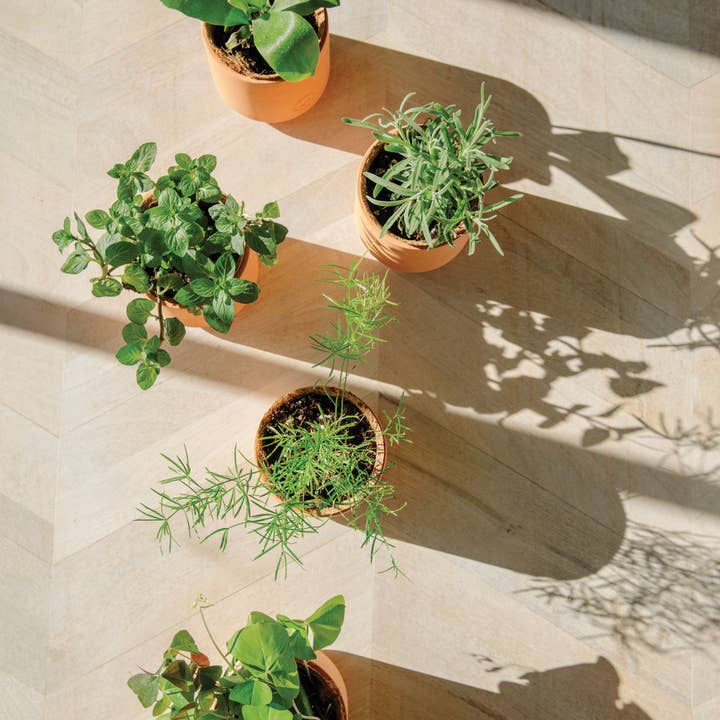 Modern Sprout - Wholesale Plant Seeds - Tiny Terracotta Grow Kits12