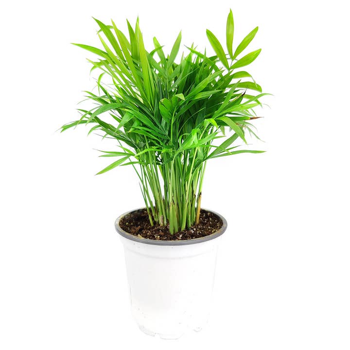 Best Plant Friend - Wholesale Live Plant - Neanthe Bella Palm - Air-purifying Live Plants - 4/6in Pot
