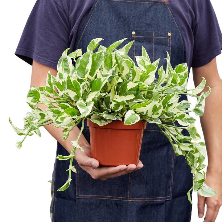 House Plant Wholesale WEST - Wholesale Live Plant - Pothos 'N'joy' Devil's Ivy Live Plant