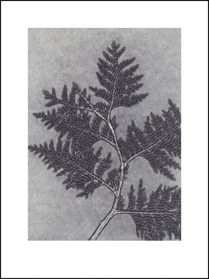 Thuja Smoke for wholesale by Pernille Folcarelli USA