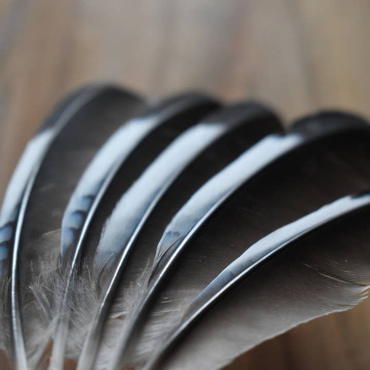 Plumes Naturelles - Vente Plume - Plumes de Geai
