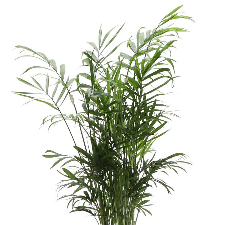 Thorsen's Greenhouse - Wholesale Live Plant - Neanthe Bella Palm, Parlor Palm - Live Plant
