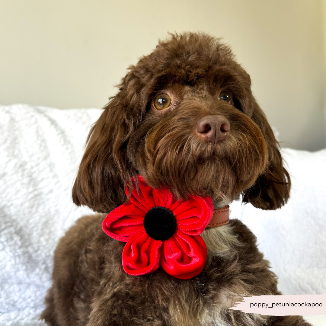 Cocopup London – wholesale Pet collar – Dog – Poppy Collar Flower12