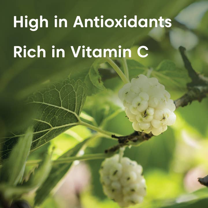 Wilderness Poets - Wholesale Dried/Dehydrated Fruit - Organic White Mulberries