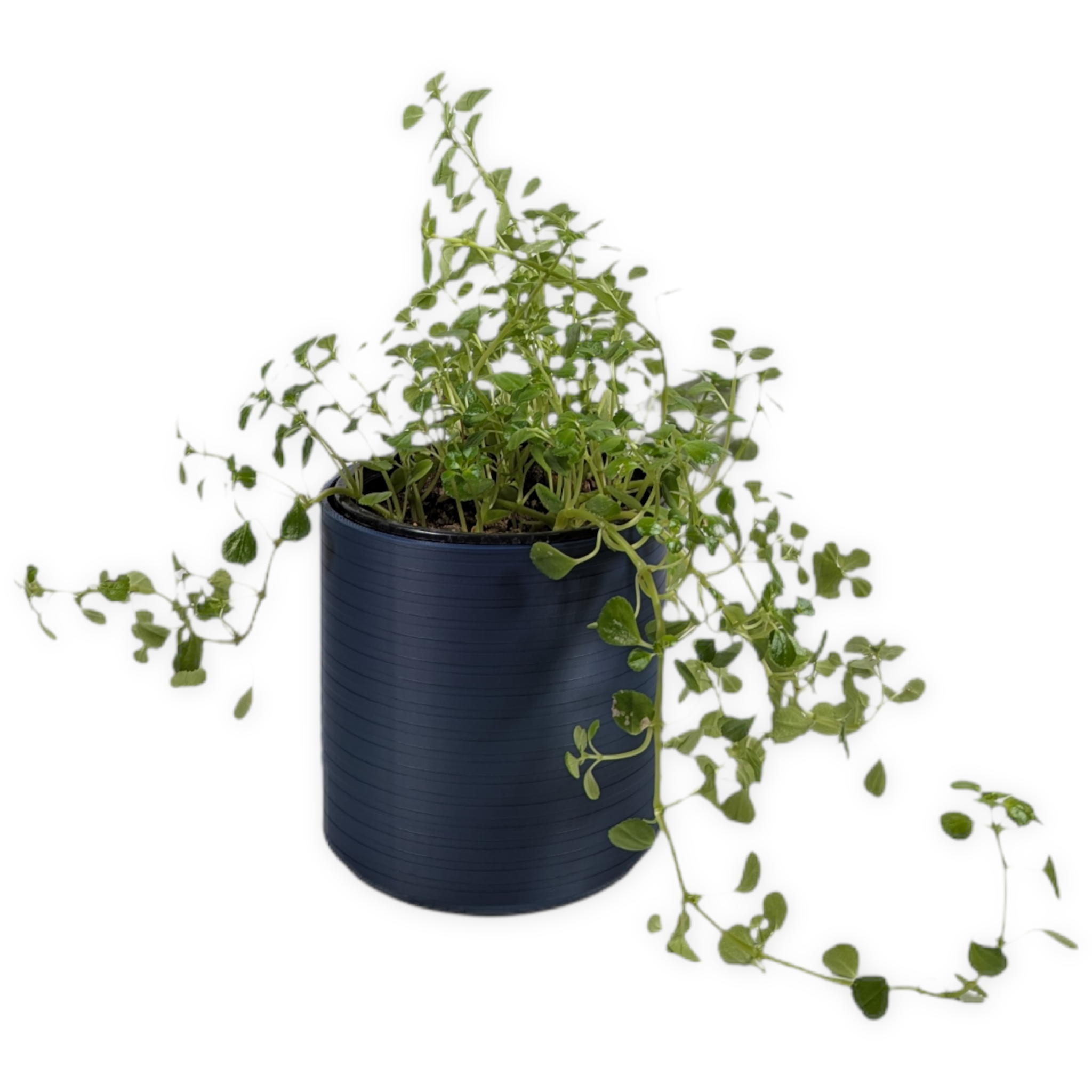 Leafprints.3d - Wholesale Plant Pot - The Talipot- 4 Inch Cover Pot (No Drainage)20