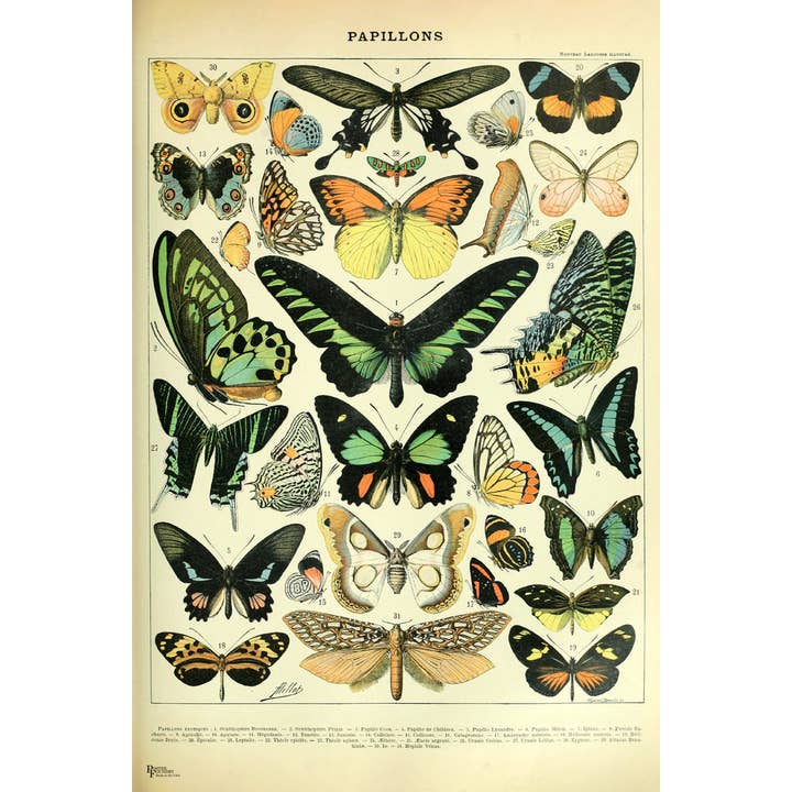 Fjäril Nattfjäril Cottagecore Rumsdekor Fjärilar Konsttryck Affisch för wholesale av Gotham Gifts