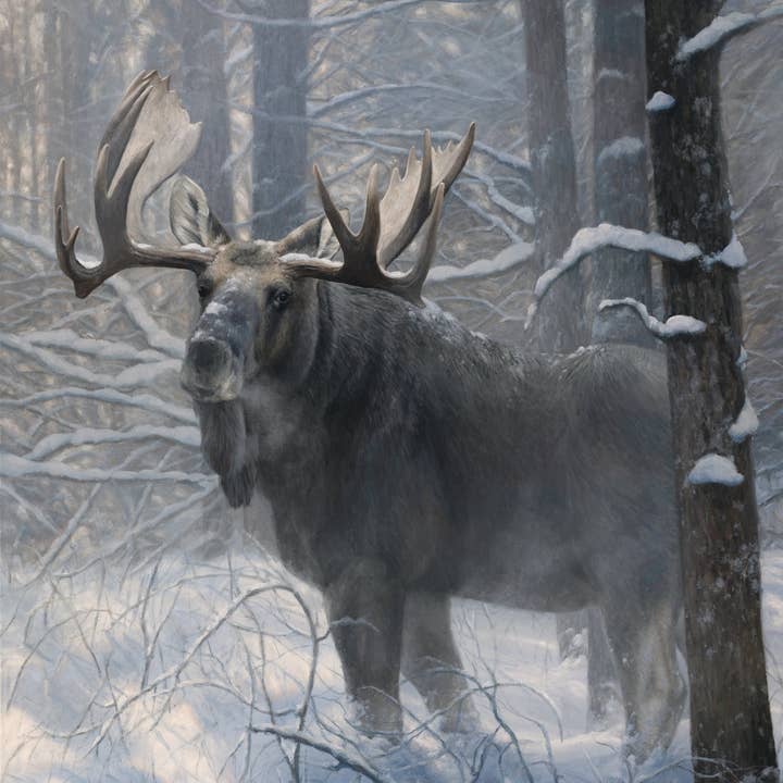 Serenity - Moose in Winter Forest - Art Canvas Print for wholesale by James Corwin Fine Art