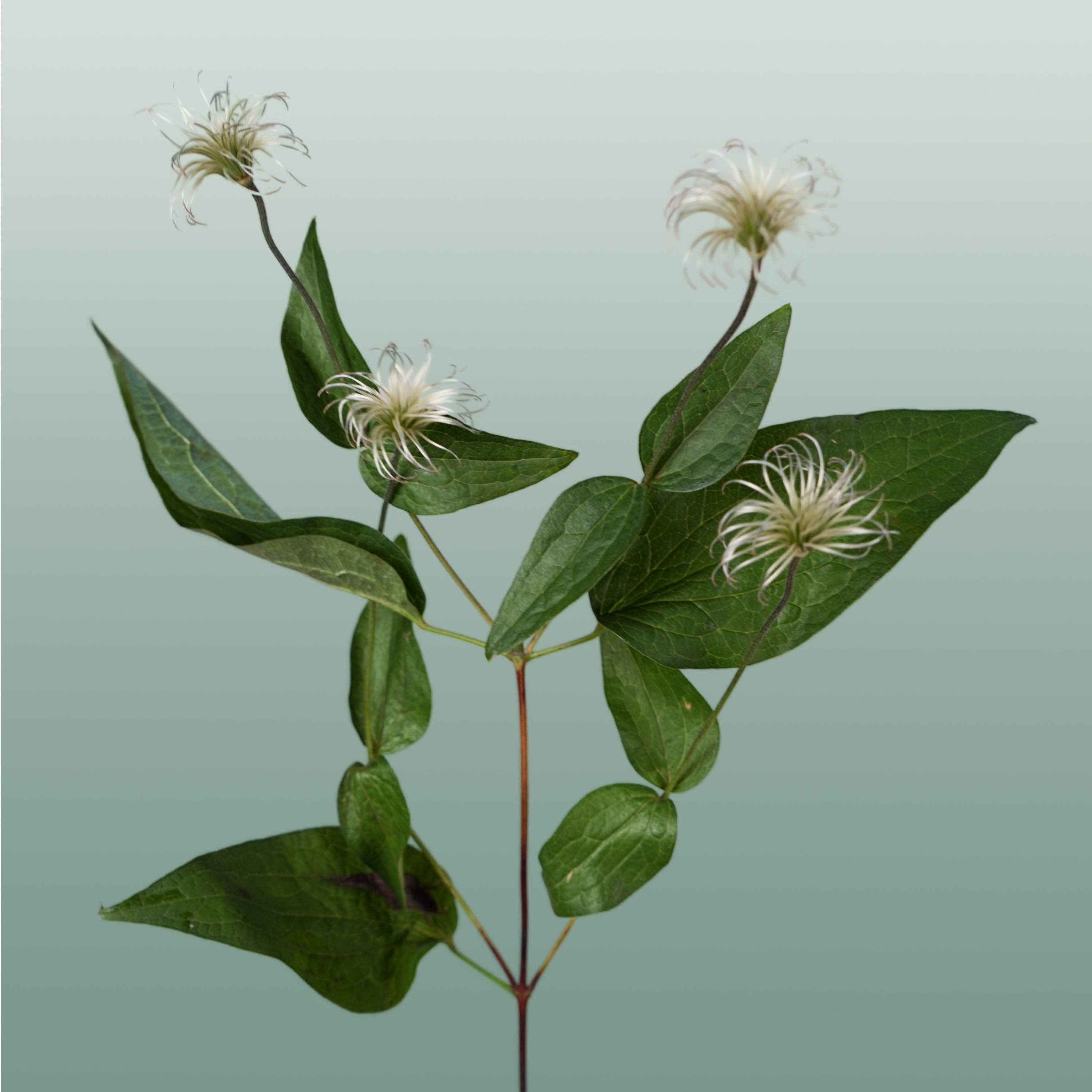 White Clematis Amazing Kibo (10 Stems) for wholesale on Faire1