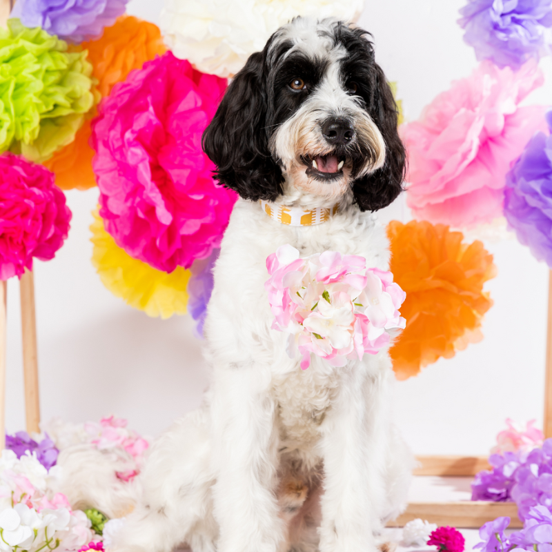 DOGUE – wholesale Pet collar – Dog – DOGUE Print Cotton Dog Collar4