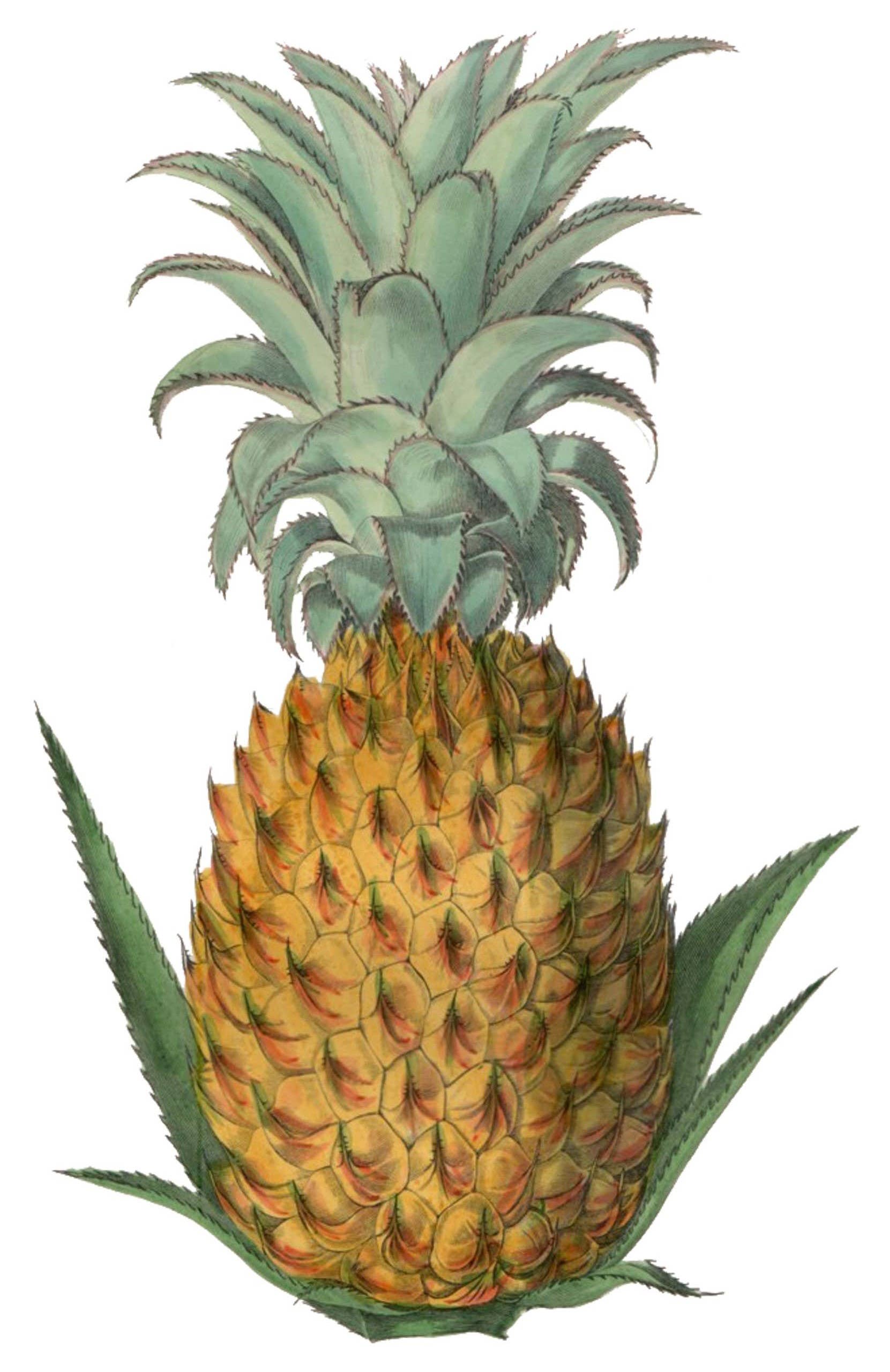 Ox Bow Decor - Wholesale Hand Towel - Floral/Nature/Variegated Pineapple Hand Towel2