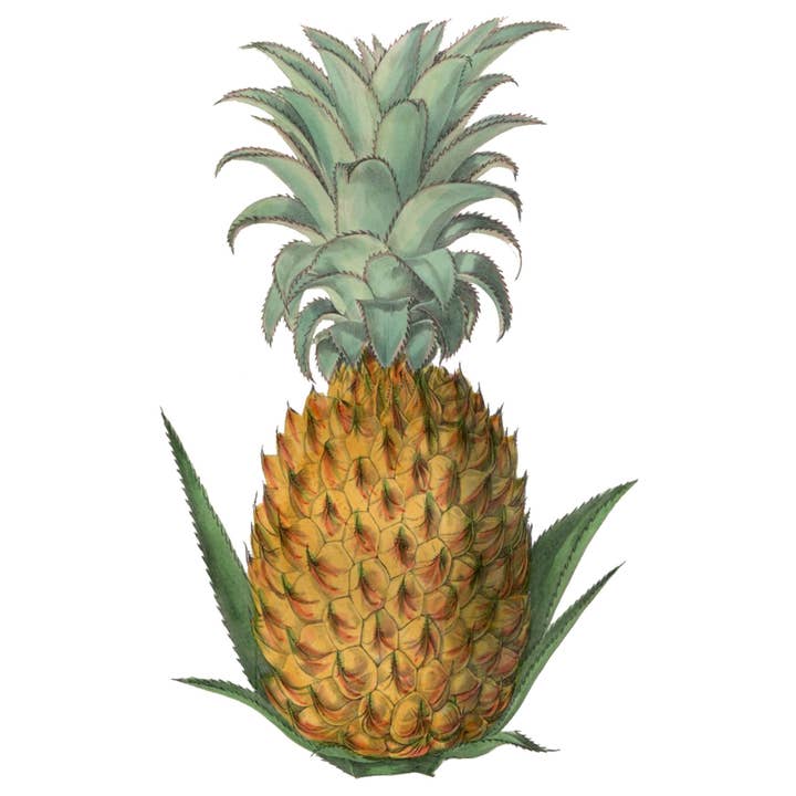 Ox Bow Decor - Wholesale Hand Towel - Floral/Nature/Variegated Pineapple Hand Towel2