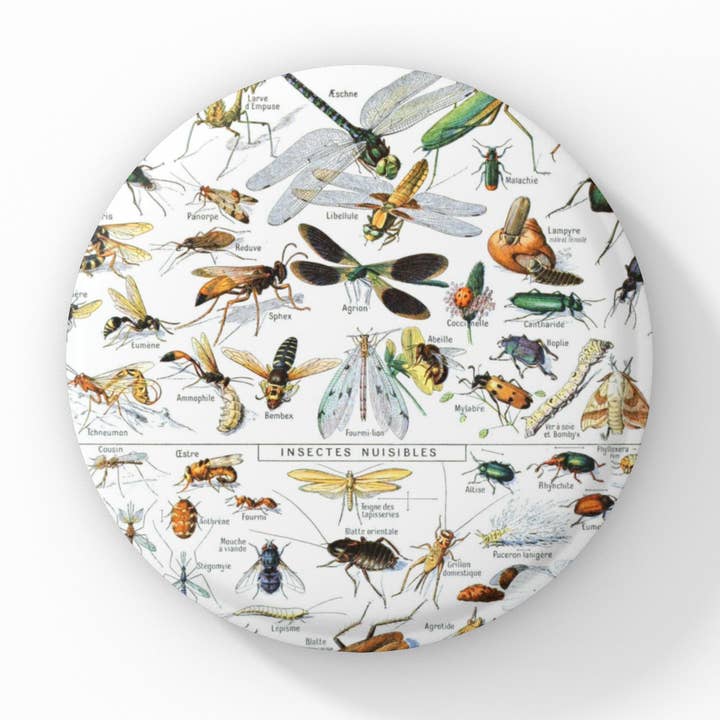 Entomology Pin Button, Bug Keychain, Insect Magnet for wholesale by NatureCuts
