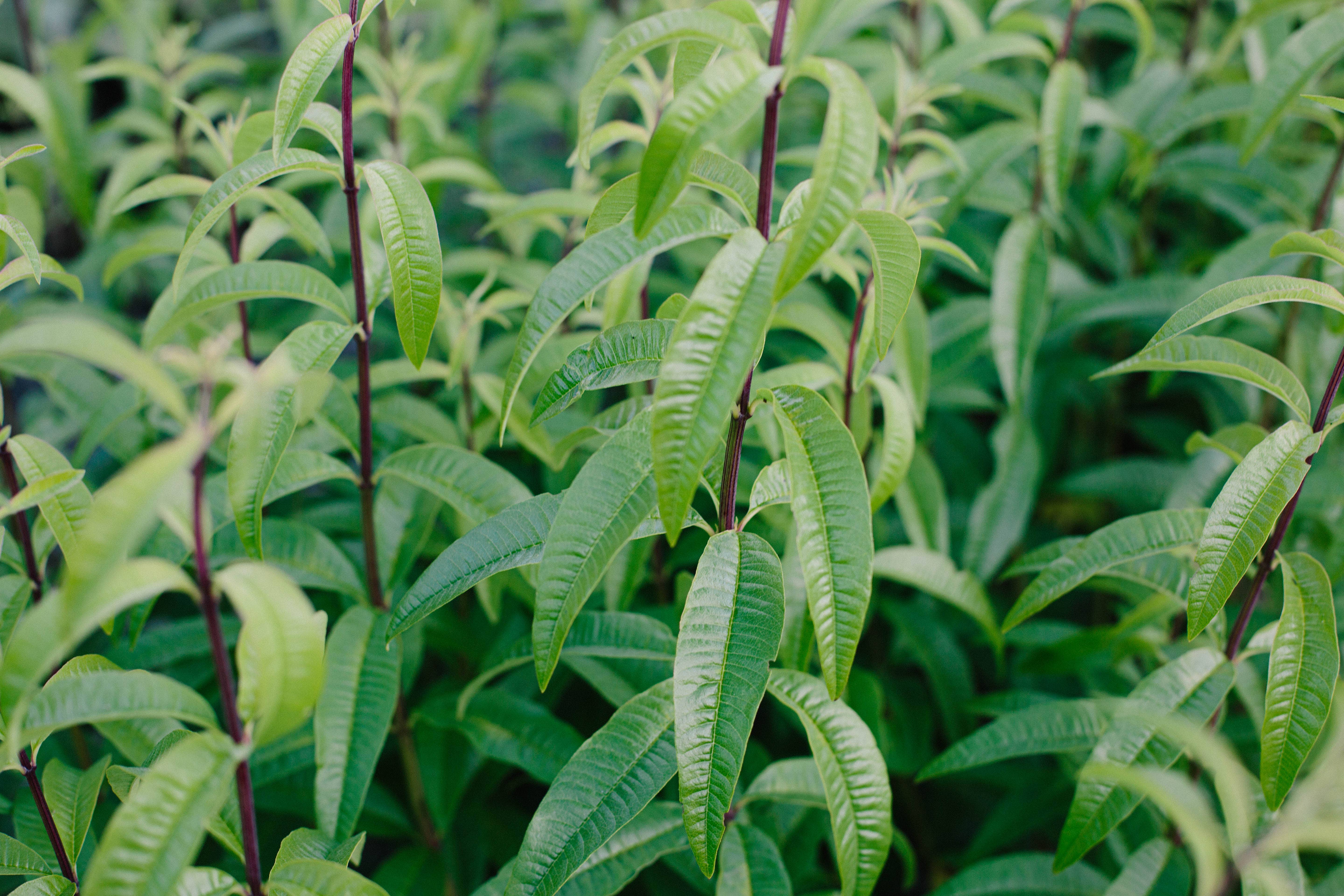 Root Rise Farm & Apothecary - Wholesale Face & Body Mist/Water - Ascend Hydrosol2