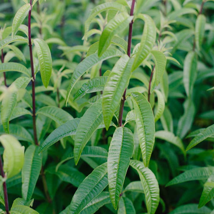 Root Rise Farm & Apothecary - Wholesale Face & Body Mist/Water - Ascend Hydrosol2