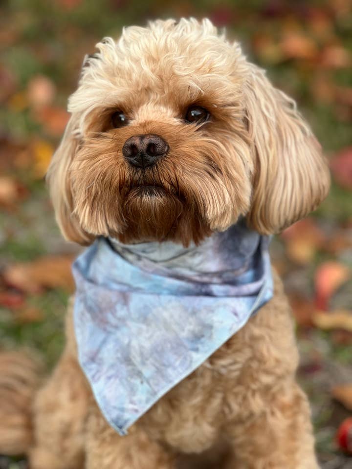 Tie Dye Dog Bandana in "Who's A Good Boy Blue" Colorway for wholesale by Shanna's Tie Dye