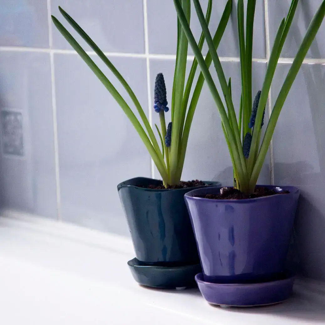 Chive - Wholesale Plant Pot - Tika Ceramic Pots With Saucer And Drainage Hole - 3"34