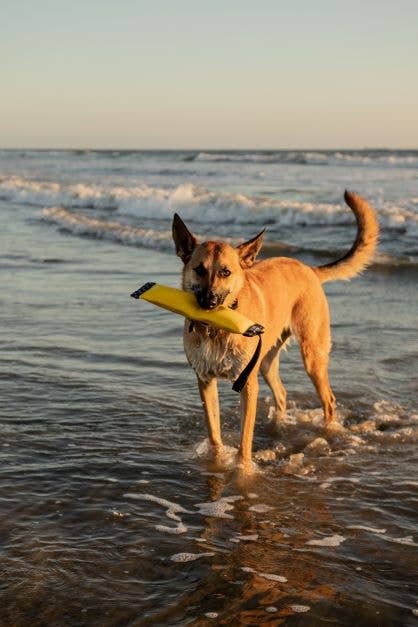 Katie's Bumpers - Wholesale Pet Squeaky Toy - Dog - Best Tug Toy For Dogs KB Super Sqwuggie2