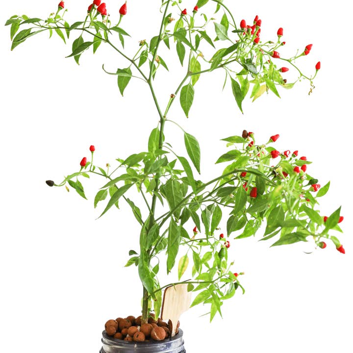 Coco and Seed - Wholesale Plant Seeds - Thai Hot Pepper Hydroponic Mason Jar Garden Kit