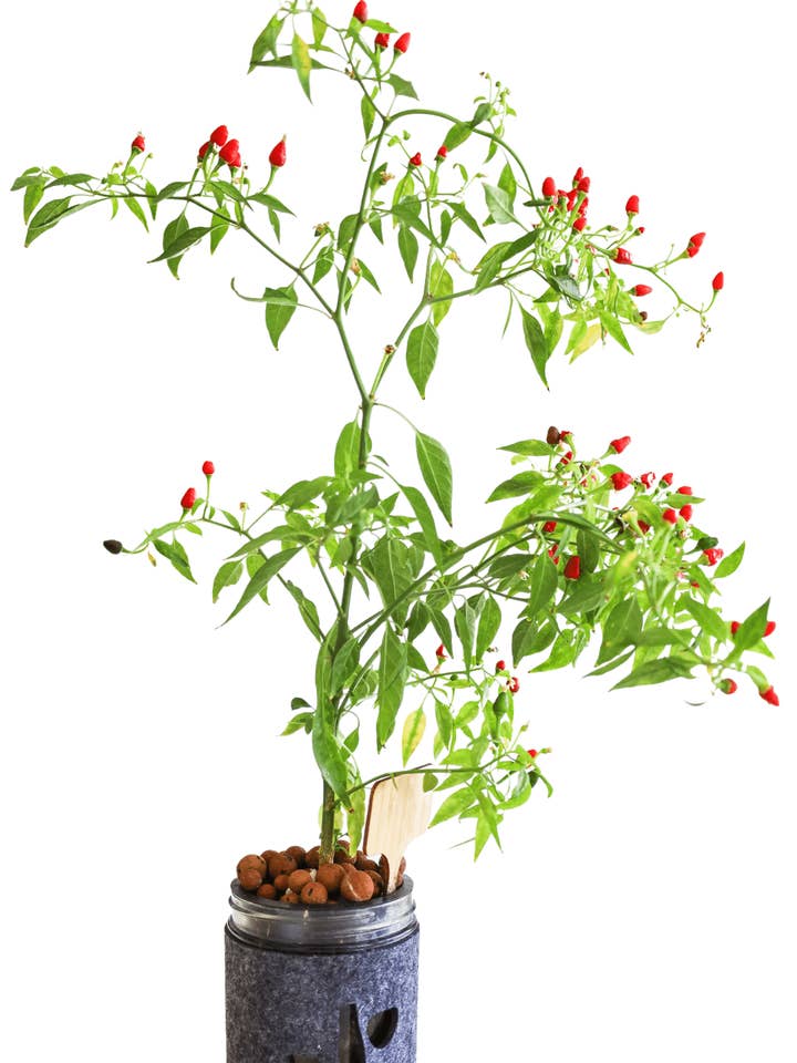 Thai Hot Pepper Hydroponic Mason Jar Garden Kit for wholesale by Coco and Seed