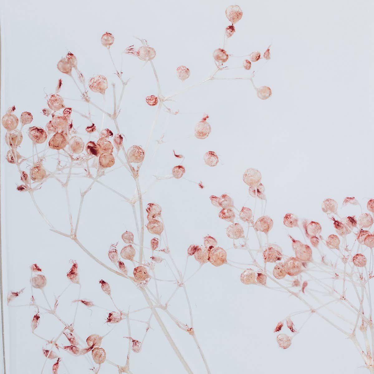 Theophile Berthon - Vente Plante - L'Herbarium Gypsophile rose - plante immergée8