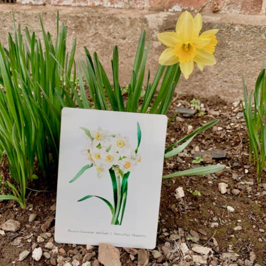 Vintage Flower illustration daffodil - Metal Wall Sign for wholesale by The British Metal Signs Company