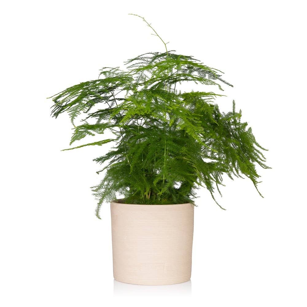 The Little Botanical – wholesale Live plant – British Grown Asparagus Fern0