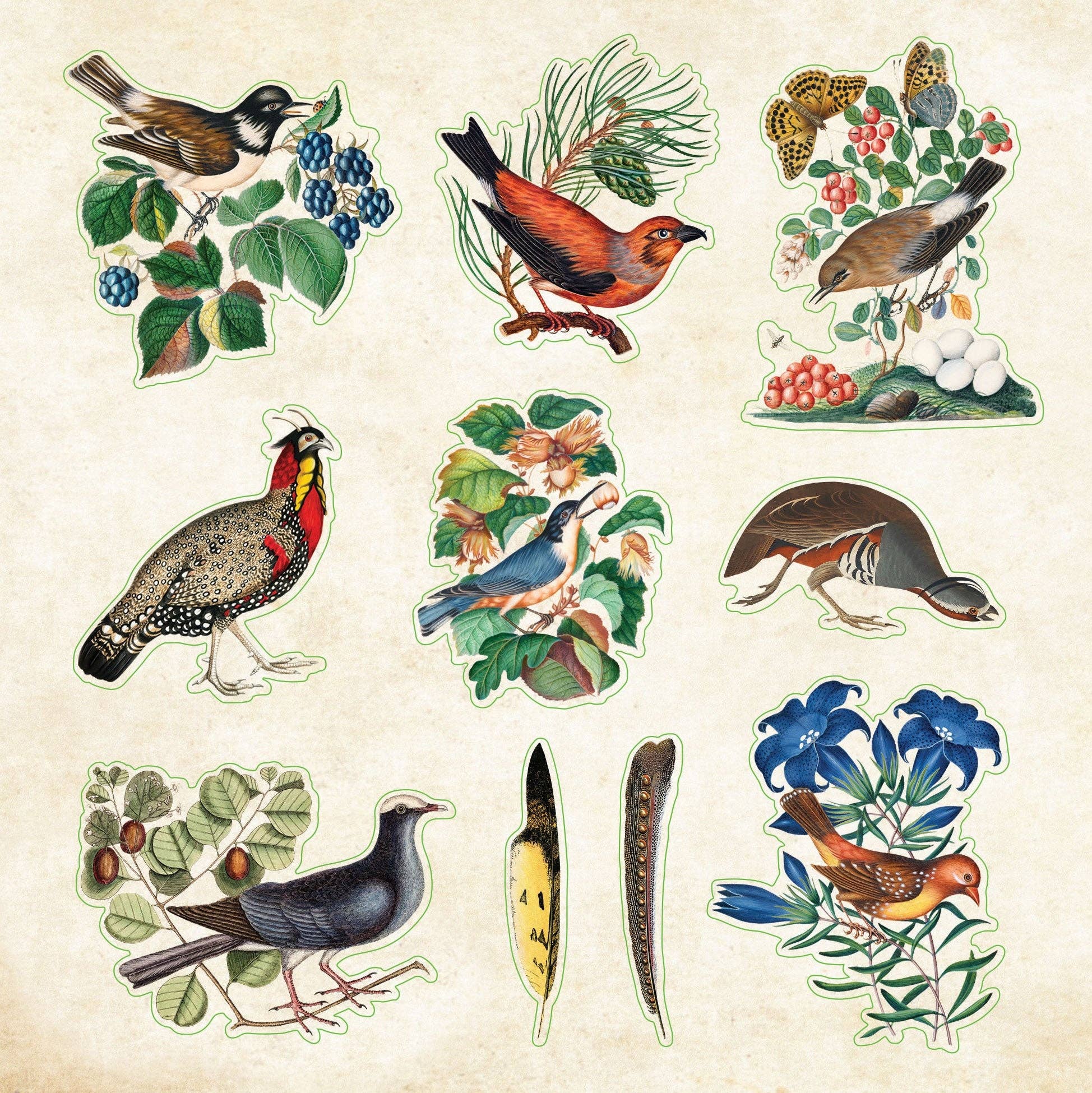 Peter Pauper Press - Wholesale Sticker - Zoological Ephemera Sticker Book5