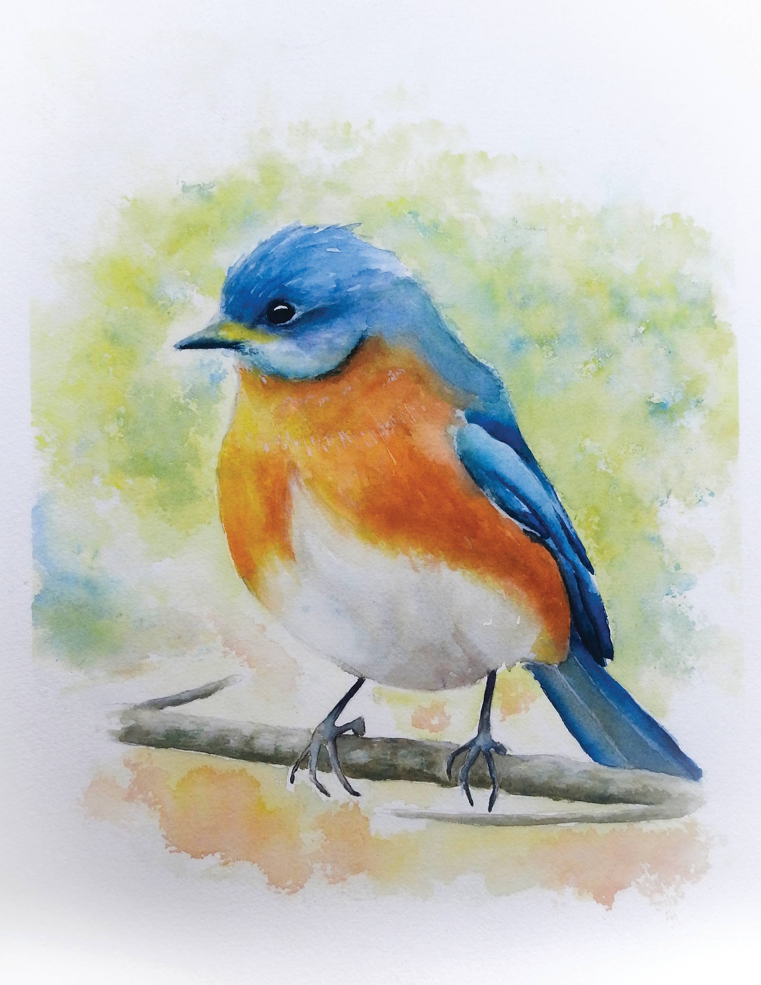 Jess Buckholtz Art - Wholesale Art Print - Eastern Bluebird