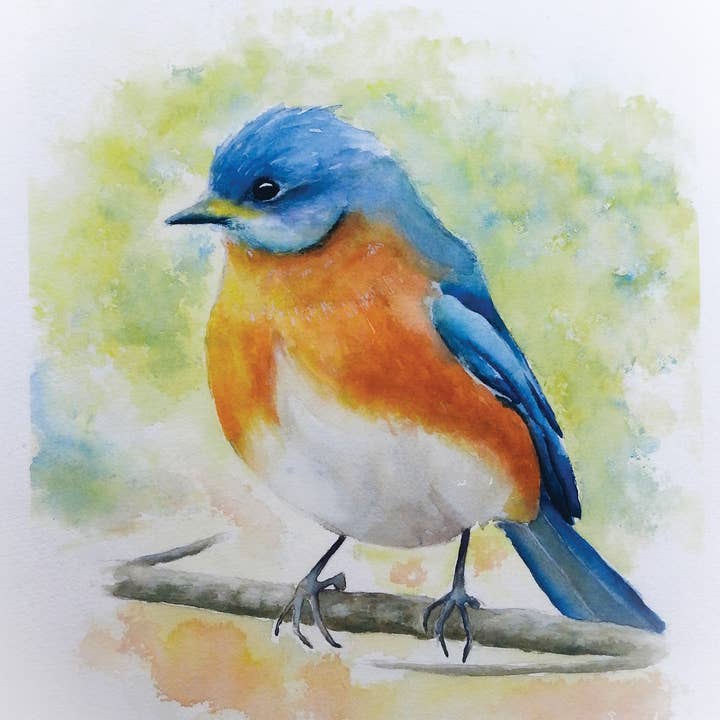 Jess Buckholtz Art - Wholesale Art Print - Eastern Bluebird0