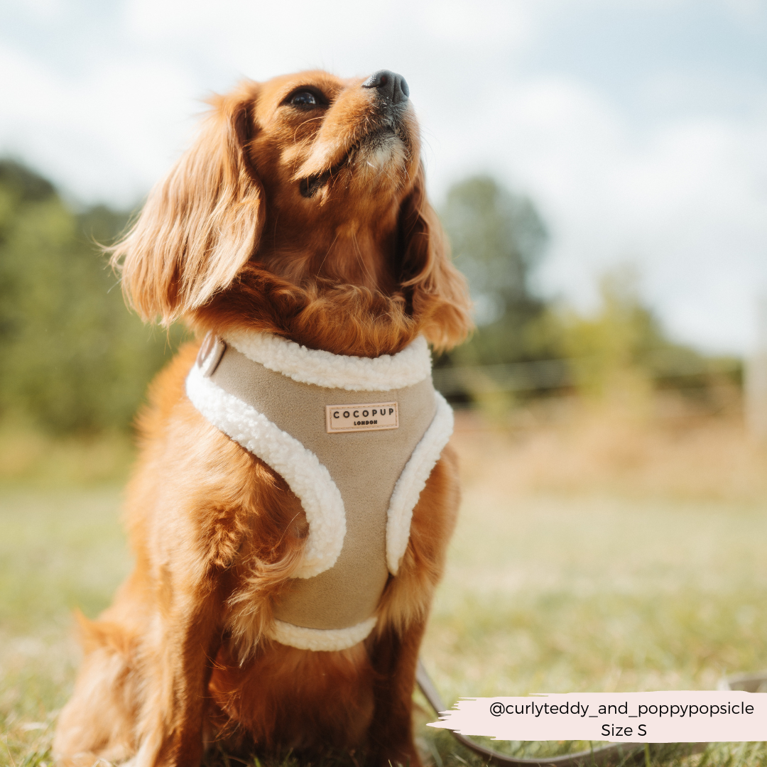 Cocopup London - Wholesale Pet Harness - Dog - Nude Aviator Adjustable Neck Harness4