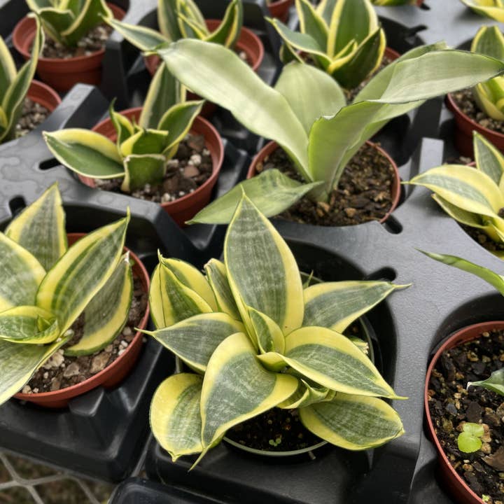 Thorsen's Greenhouse - Wholesale Live Plant - Bird's Nest Snake Plant - Live Plant - Assorted Varieties14