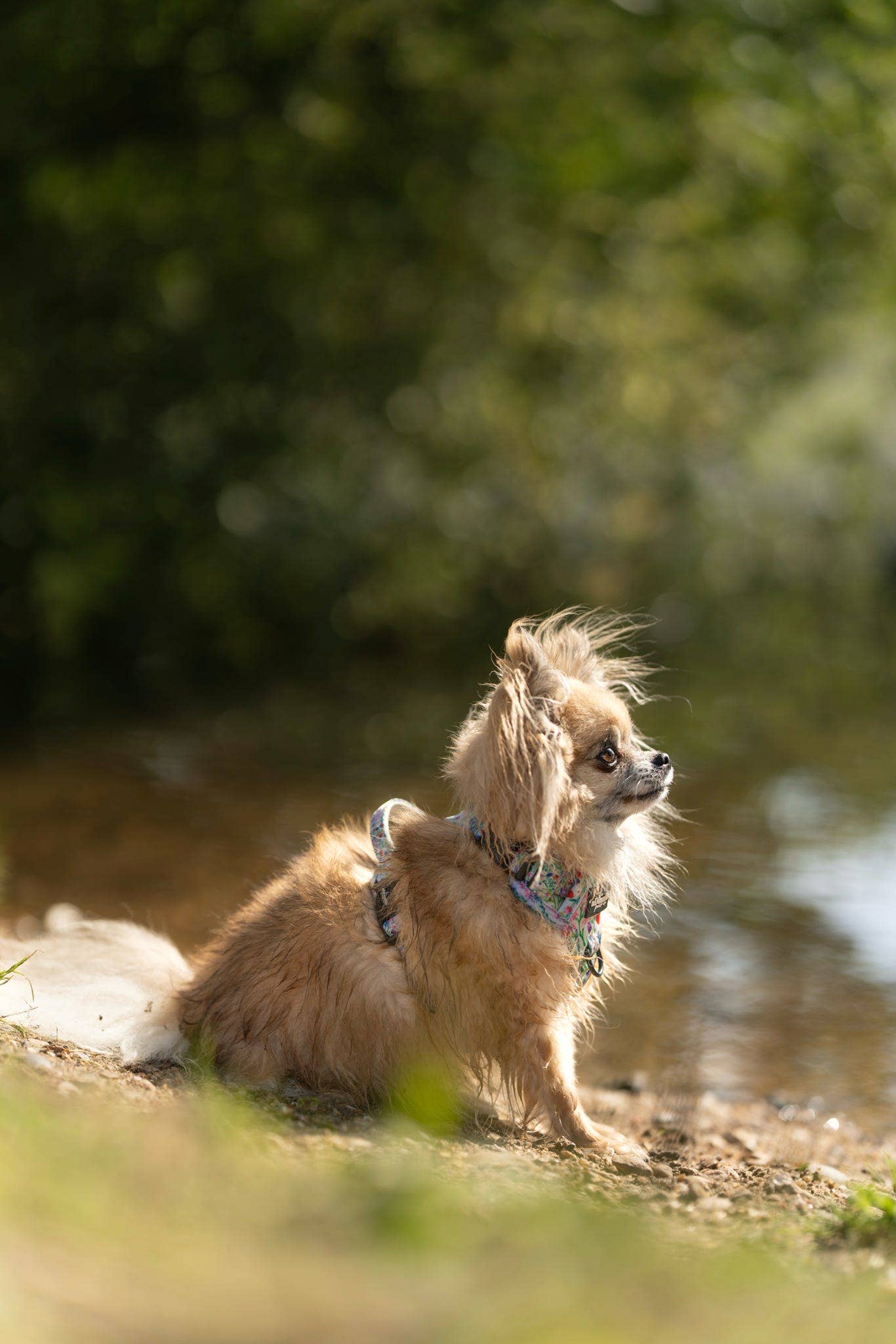 The aDoraBle Pooch Company - Wholesale Tuig voor huisdieren - Hond - Hike & Go Lite™ Harnas - Wildflower Meadow23