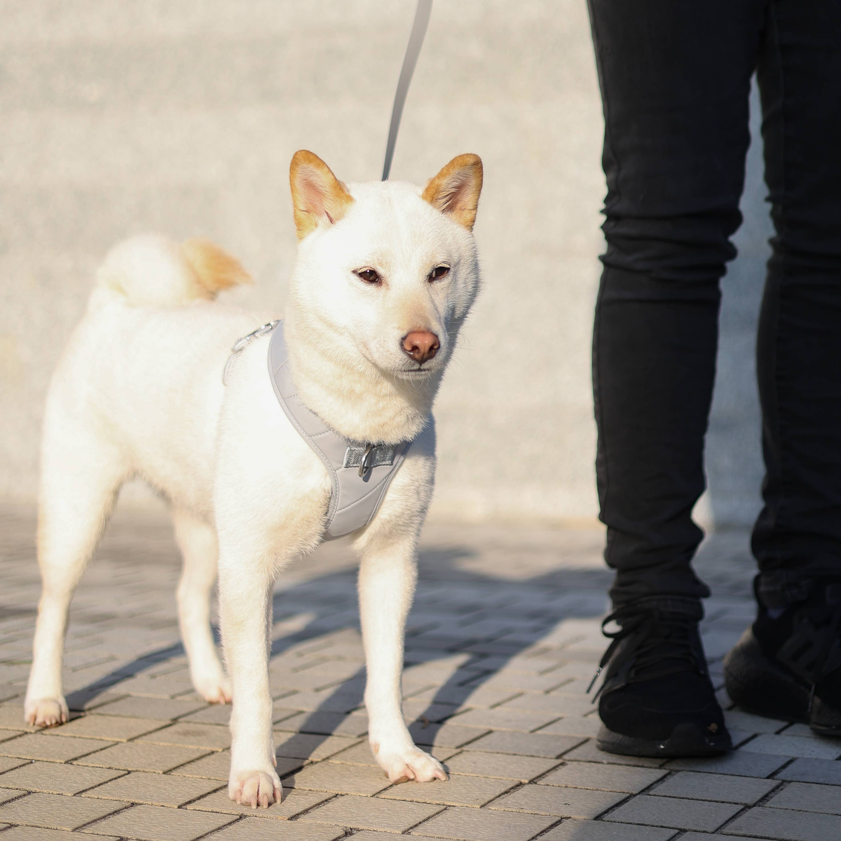 Pups & Bubs - Wholesale Pet Harness - Dog - Roam Luxe Harness (Space) | Dog Walking Gear | Dog Harness0