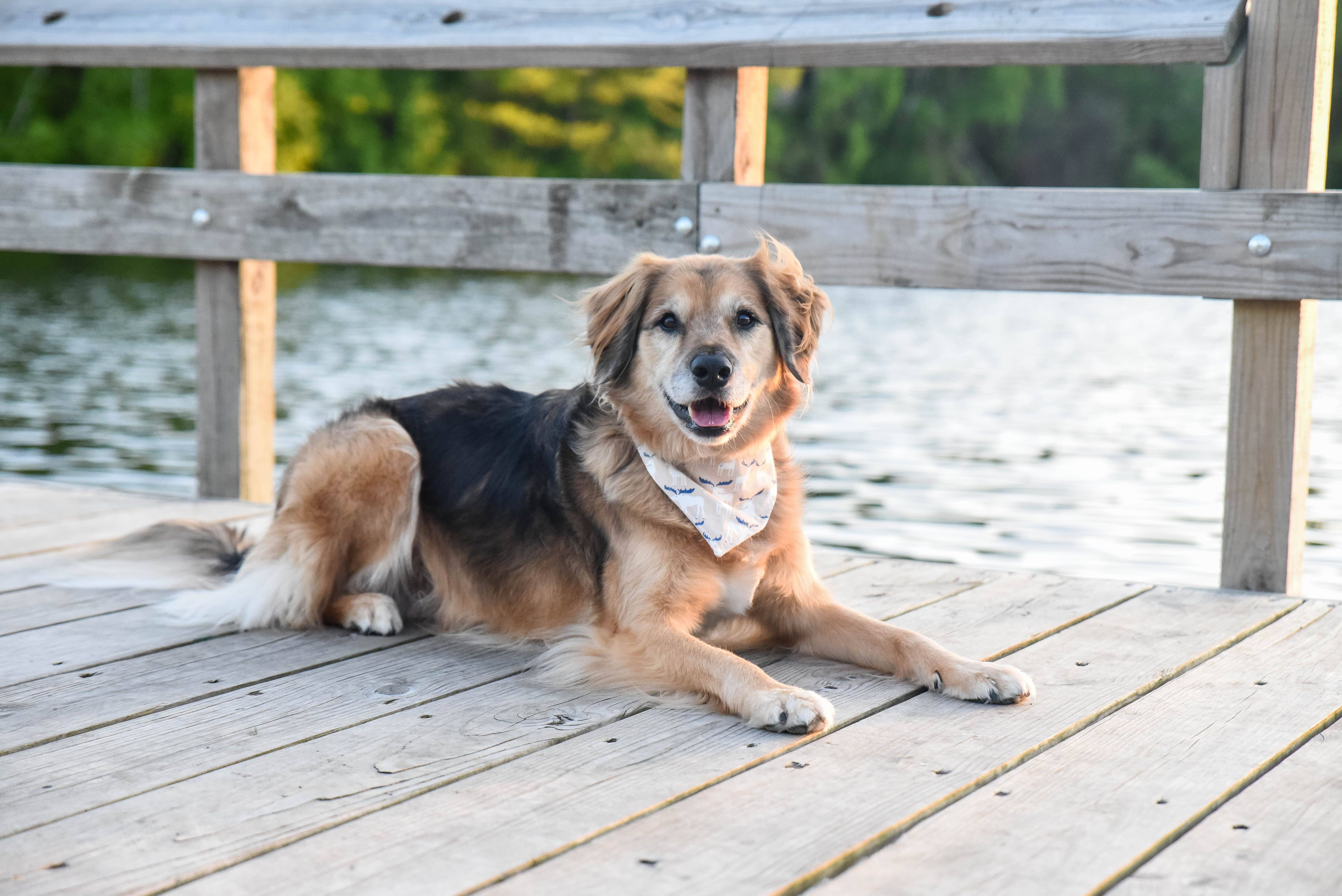 BibbyBubby - Wholesale Pet Bandana - Dog - Mustard Floral Dog Bandana (Snap-on, 3 sizes available)6