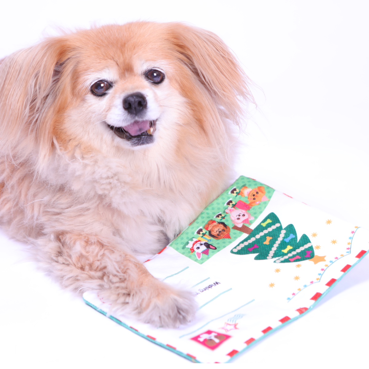 PetLondon – wholesale Pet plush toy – Dog – Dog Toy Crinkle Christmas Holiday Greeting Card1