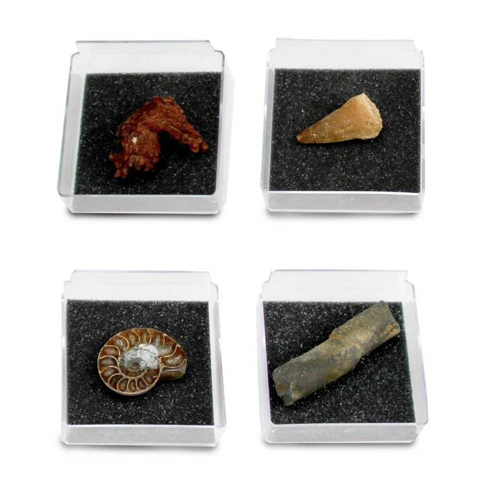 Safari Ltd. - Wholesale Decorative Tabletop Object - GEOWorld - The Nature Collections - Fossils Set #2