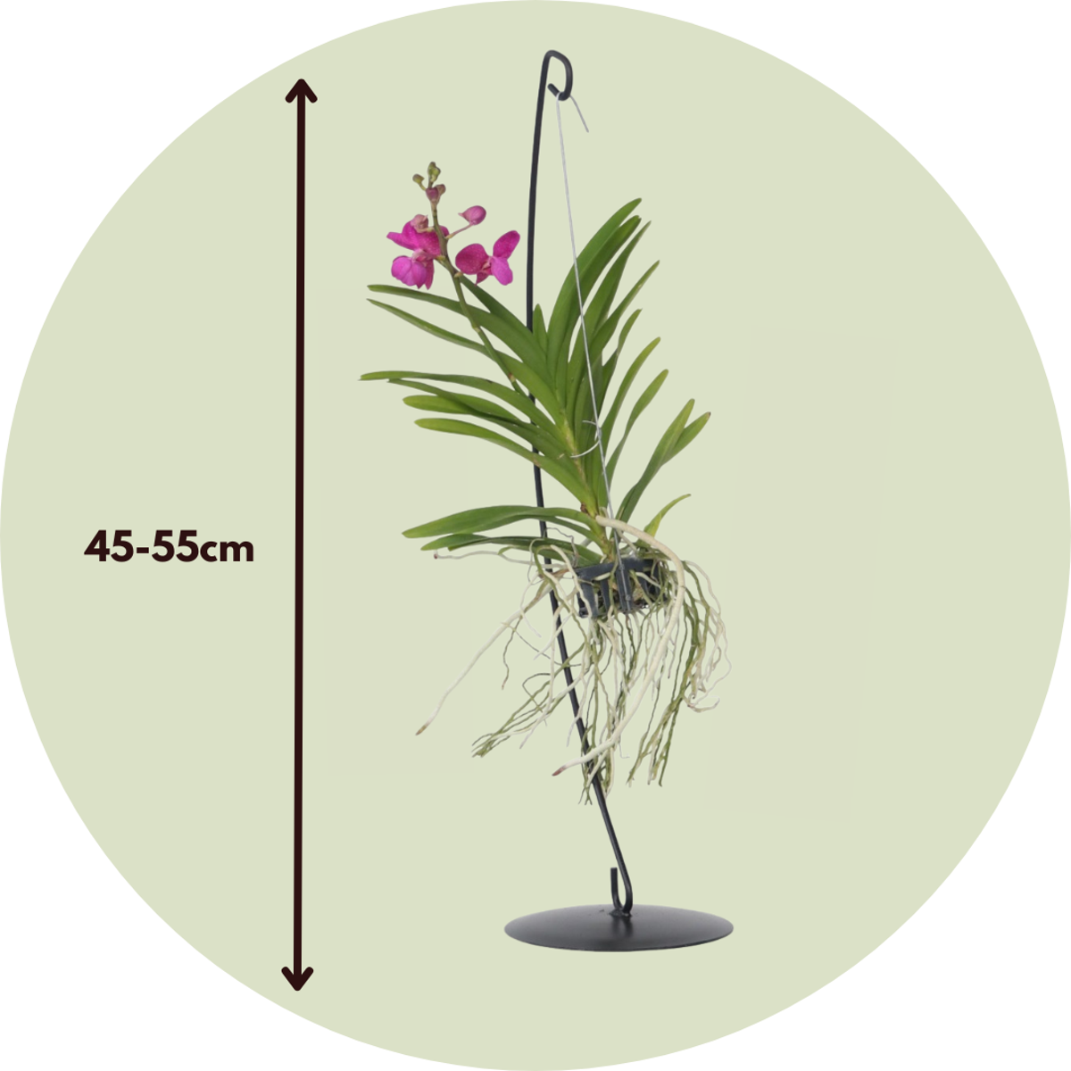 Oasis of Life - Wholesale Live Plant - Vanda Orchid – Vanda 'Pink' – Height 45–55cm (with stand 70cm) – Exclusive orchid with pink flowers & decorative stand – Tropical houseplant – Easy care & reblooming1