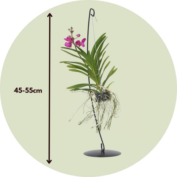 Oasis of Life - Wholesale Live Plant - Vanda Orchid – Vanda 'Pink' – Height 45–55cm (with stand 70cm) – Exclusive orchid with pink flowers & decorative stand – Tropical houseplant – Easy care & reblooming1